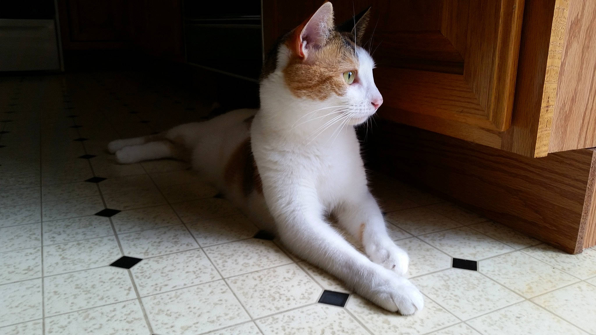 Isabella joined the competition — help win amazing prizes! carnivore, cat, domestic_short_haired_cat, door, fawn, felidae, flooring, foot, fur, hardwood, human_leg, paw, small_to_medium_sized_cats, snout, tail, terrestrial_animal, tile_flooring, whiskers, window, wood