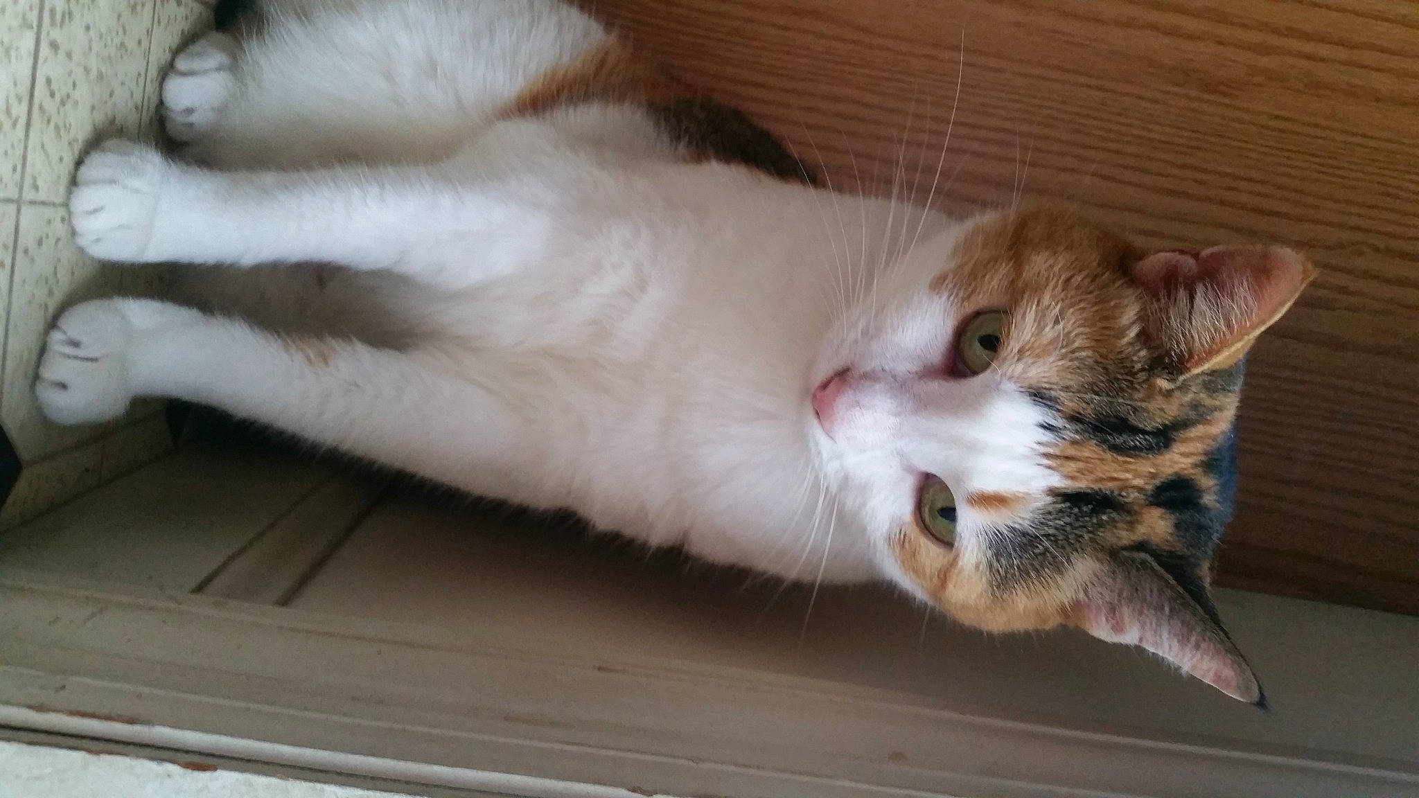 Isabella is registered to the contest to win money with this photo: carnivore, cat, claw, comfort, domestic_short_haired_cat, fawn, felidae, fur, paw, small_to_medium_sized_cats, tail, whiskers, wood