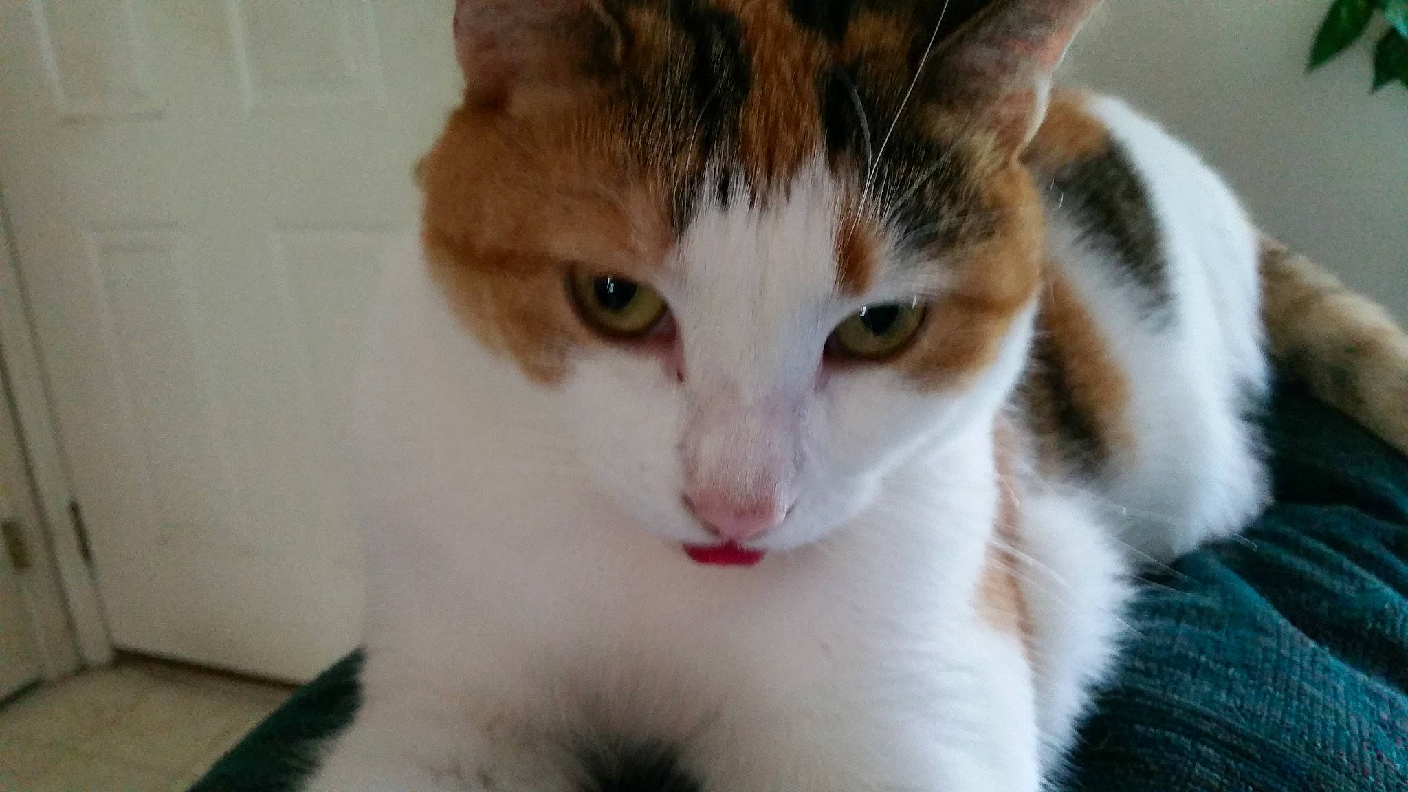 Isabella is registered to the contest to win money with this photo: carnivore, cat, claw, domestic_short_haired_cat, ear, eyelash, fang, fawn, felidae, fur, paw, pet_supply, small_to_medium_sized_cats, snout, whiskers