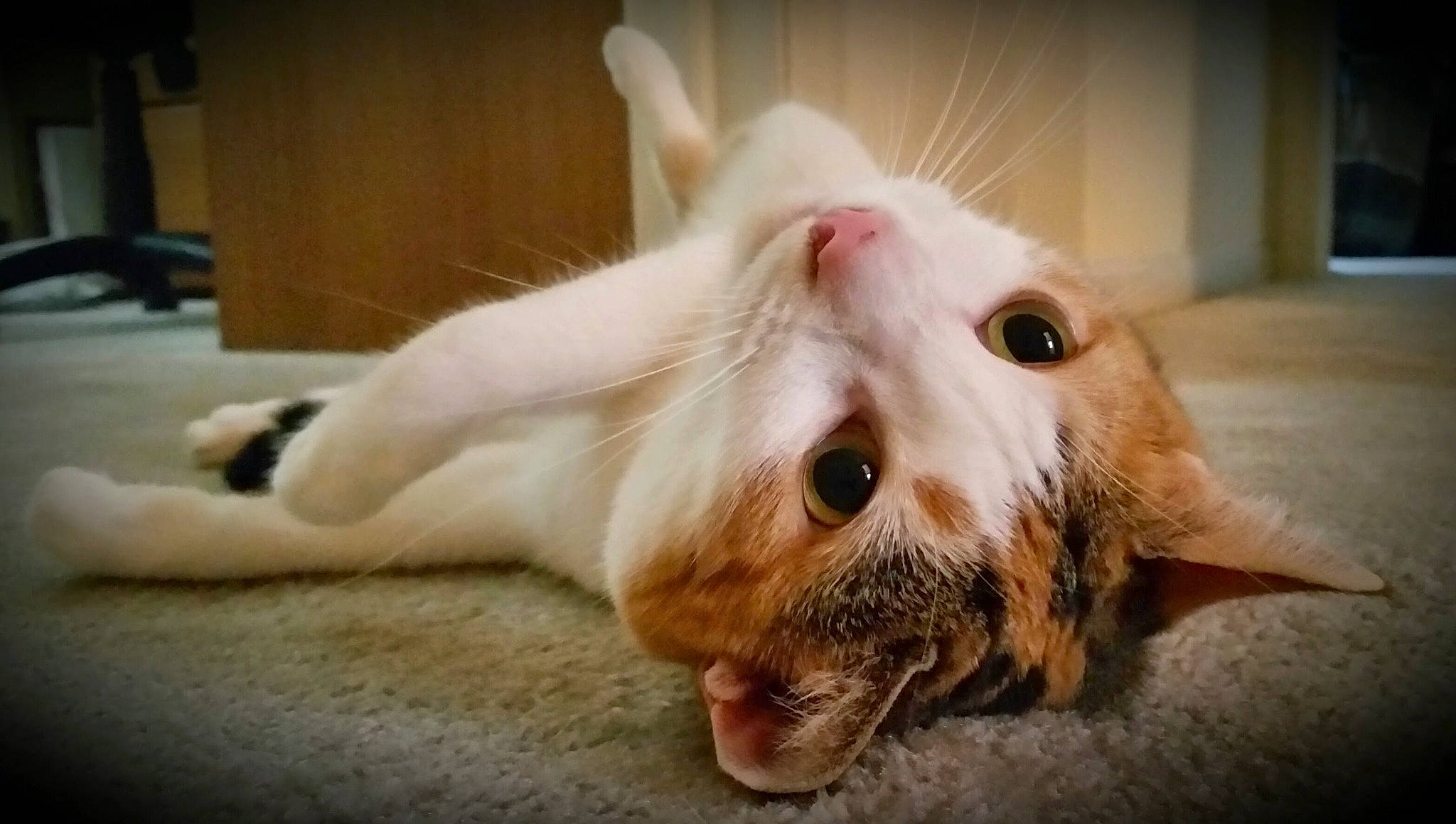 Isabella joined the competition — help win amazing prizes! carnivore, cat, claw, comfort, domestic_short_haired_cat, ear, eye, fang, fawn, felidae, foot, fur, musical_instrument, nail, paw, small_to_medium_sized_cats, snout, tail, whiskers, yawn