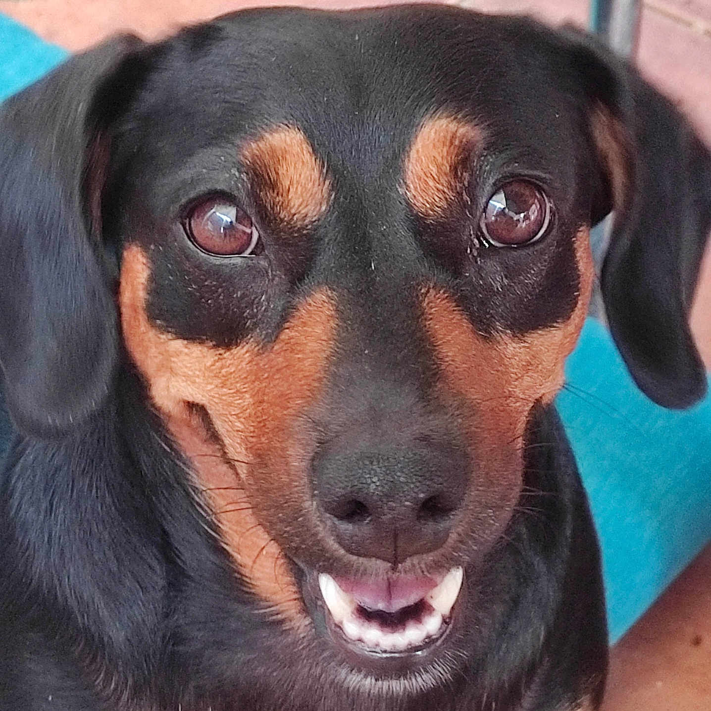 Nala