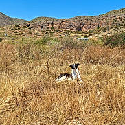 Pearl participe au concours pour gagner de l'argent avec cette photo : dog, animal, outdoor, nature, grass, field, mountain, hill, sky, sunny, canine, wildlife, pet, brown_grass, dry_grass, summer, landscape, relaxing, watchful, daytime