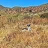 dog, animal, outdoor, nature, grass, field, mountain, hill, sky, sunny, canine, wildlife, pet, brown_grass, dry_grass, summer, landscape, relaxing, watchful, daytime