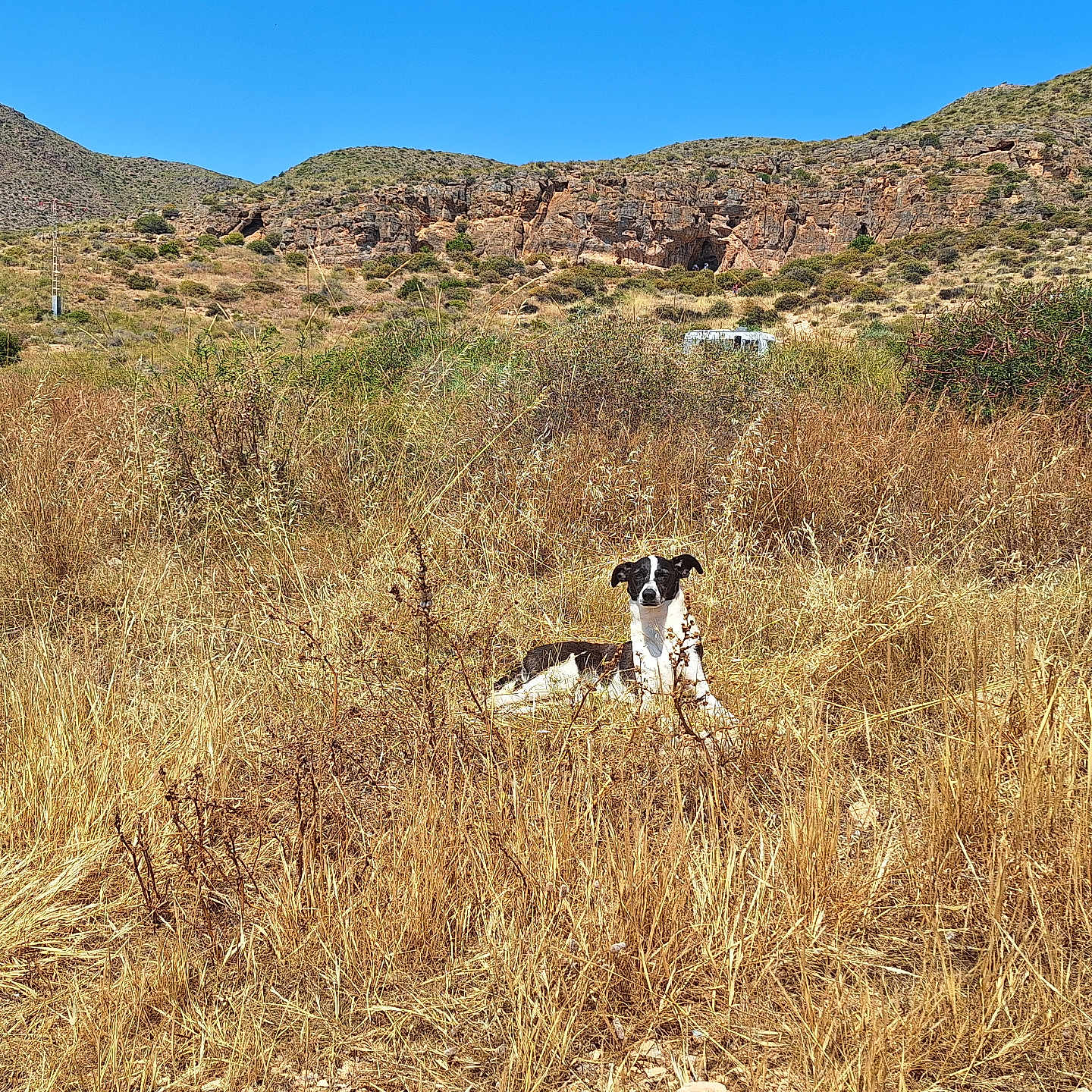 Pearl participe au concours pour gagner de l'argent avec cette photo : dog, animal, outdoor, nature, grass, field, mountain, hill, sky, sunny, canine, wildlife, pet, brown_grass, dry_grass, summer, landscape, relaxing, watchful, daytime