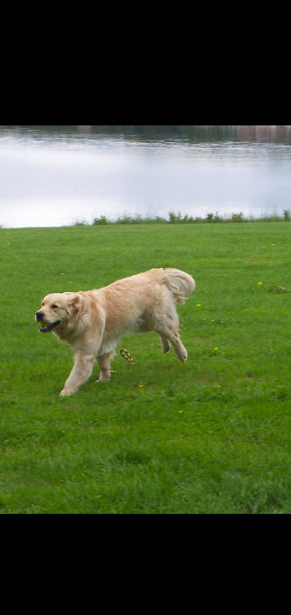 Buracq a rejoint le concours — aidez-le/la à gagner de superbes lots ! anatolian_shepherd_dog, canidae, carnivore, companion_dog, dog, dog_breed, fawn, golden_retriever, grass, grassland, hovawart, kangal_dog, labrador_retriever, mammal, pasture, retriever, sporting_group, vertebrate