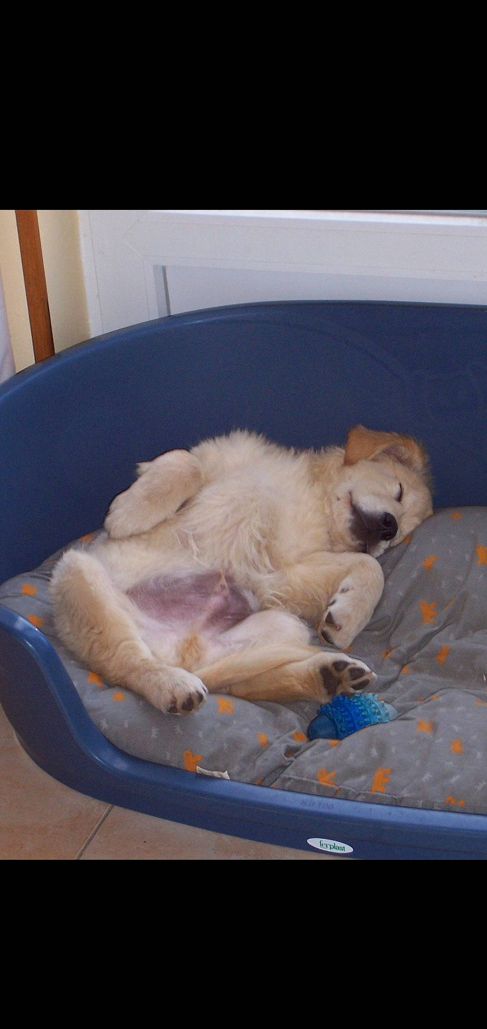 Buracq participe au concours pour gagner de l'argent avec cette photo : canidae, carnivore, cat, companion_dog, dog, dog_breed, fawn, golden_retriever, labrador_retriever, nap, non_sporting_group, pug, puppy, retriever, sleep, sporting_group