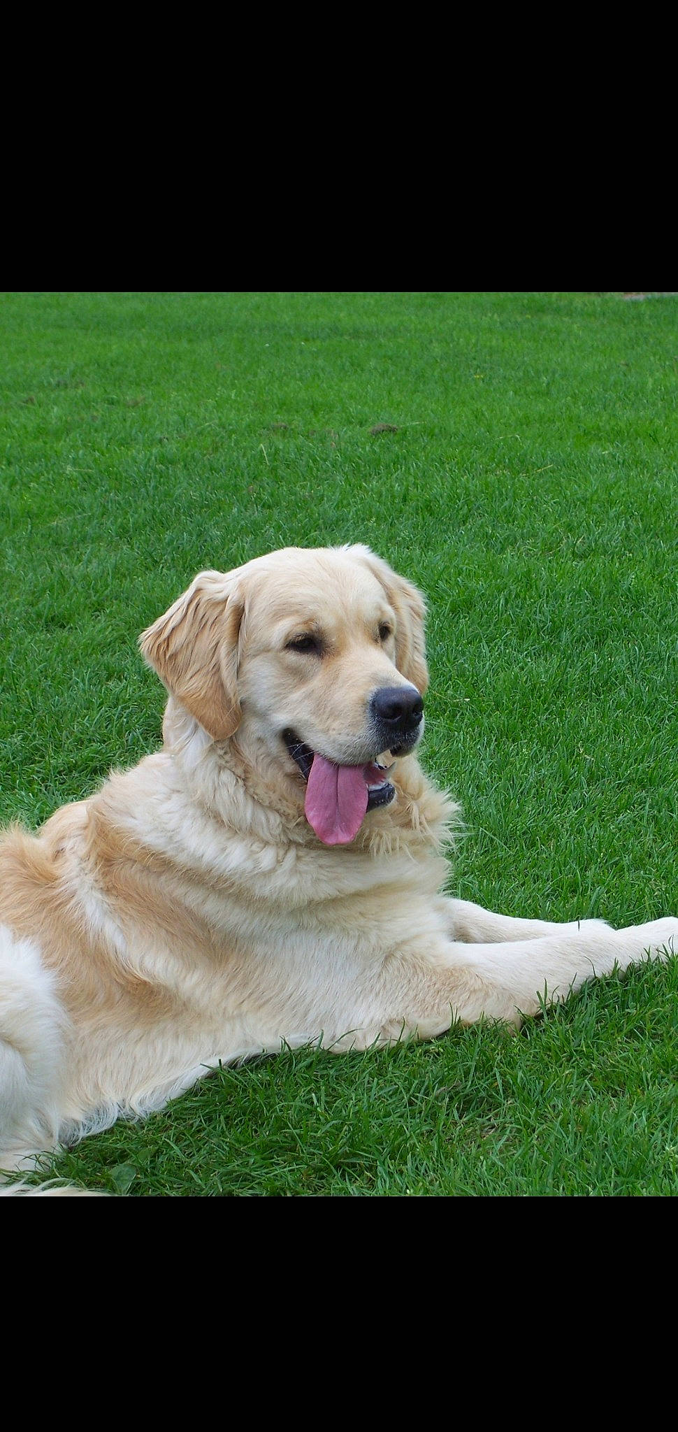 Buracq a rejoint le concours — aidez-le/la à gagner de superbes lots ! canidae, carnivore, companion_dog, dog, dog_breed, fawn, golden_retriever, grass, hovawart, labrador_retriever, livestock_guardian_dog, mammal, retriever, sporting_group, vertebrate