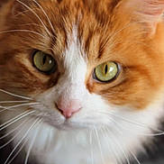Miss Kitty is registered to the contest to win money with this photo: animal, cat, close_up, cute, domestic_animal, face, feline, fluffy, fur, green_eyes, indoor, mammal, nose, orange_cat, pet, portrait, soft_focus, whisker, whiskers, white_fur