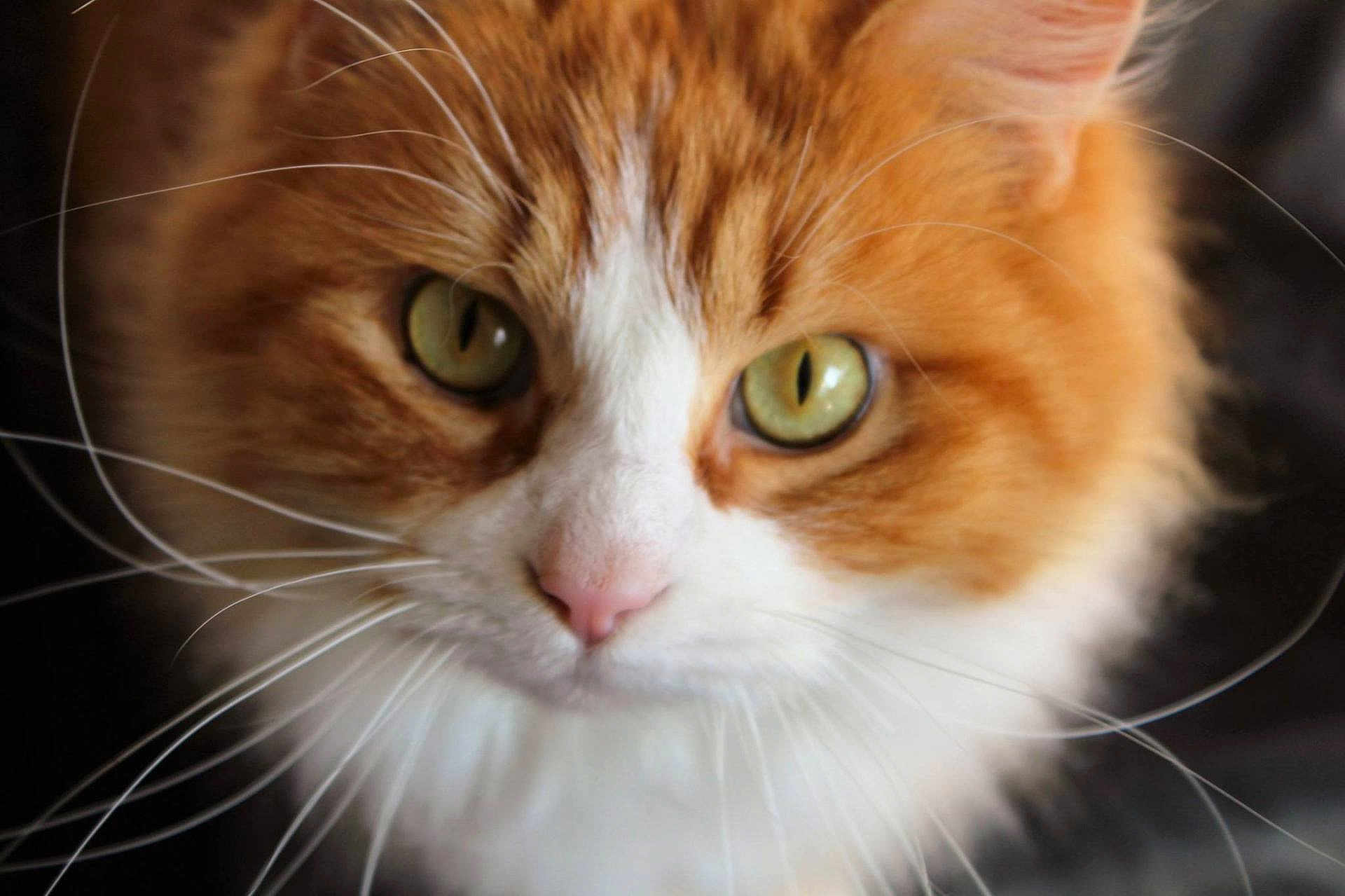 Miss Kitty