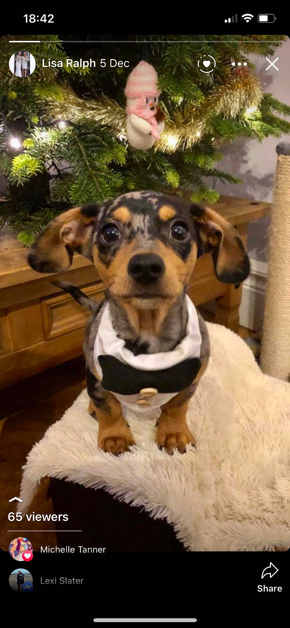 Teddy joined the competition — help win amazing prizes! canidae, carnivore, christmas, collar, companion_dog, dog, dog_breed, dog_collar, event, fur, guard_dog, holiday, plant, puppy, snout, sporting_group, tree, whiskers, working_animal, working_dog