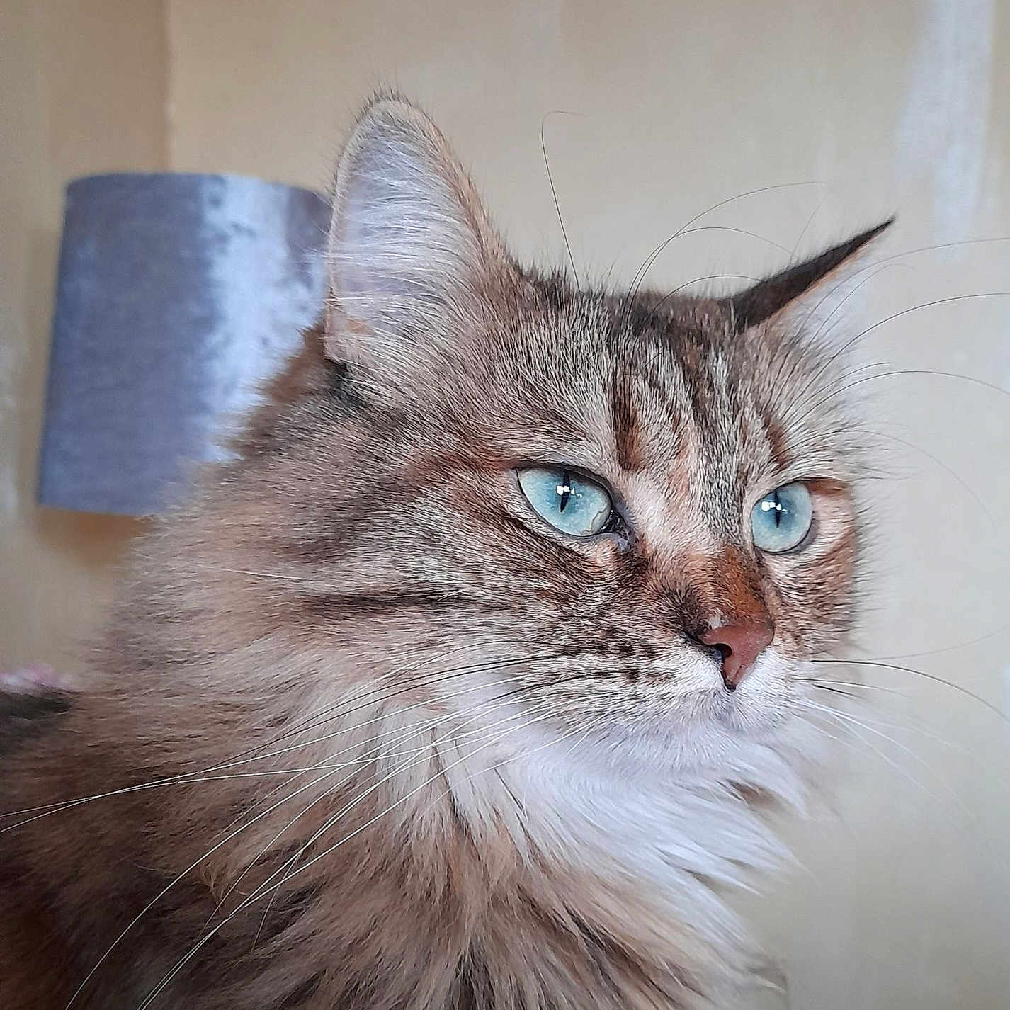 Chanel a rejoint le concours — aidez-le/la à gagner de superbes lots ! animal, background, blue_eyes, calm, cat, close_up, domestic_cat, ears, feline, fluffy, fur, indoor, lamp, long_hair, looking_away, muzzle, pet, portrait, side_view, whiskers