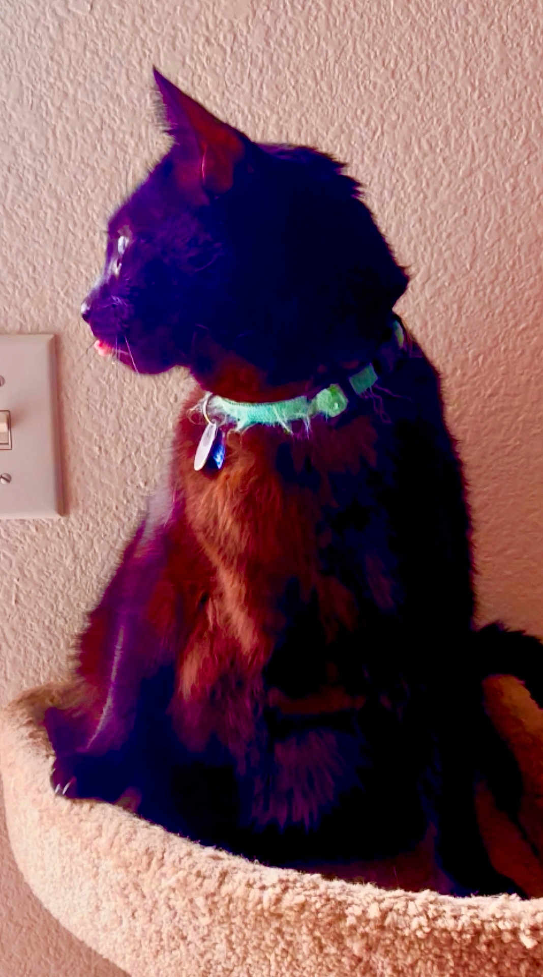 Vader is registered to the contest to win money with this photo: cat, black_cat, collar, cat_tree, pet, indoor, feline, tongue_out, looking_left, beige, wall, light_switch, fur, sitting, close_up, domestic_cat, animal, cute, pet_accessory, cozy
