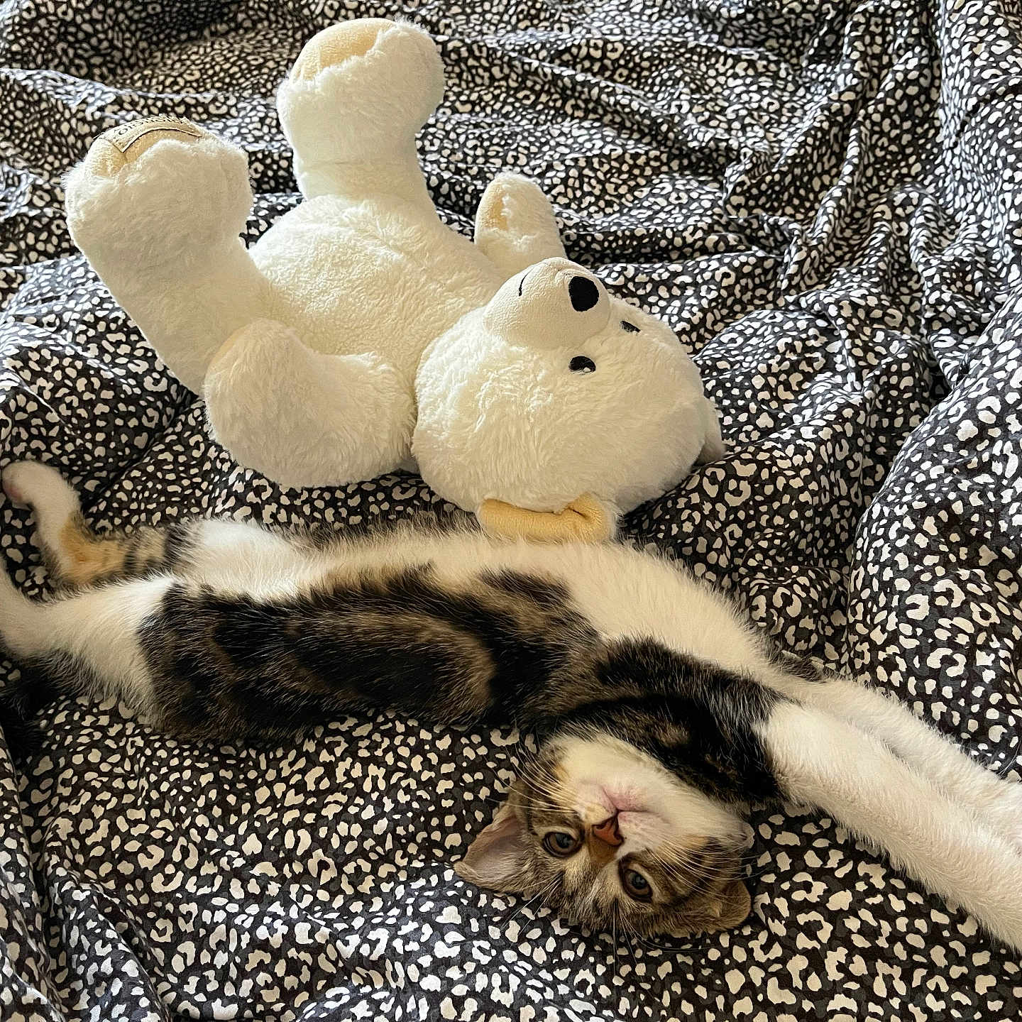 Chanel participe au concours pour gagner de l'argent avec cette photo : animal, bed, blanket, cat, cozy, cute, feline, fur, indoor, pattern, paws, pet, playful, relaxed, sleepy, stretching, tabby, teddy_bear, toy, whiskers