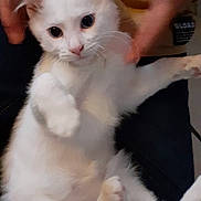 Flocon a rejoint le concours — aidez-le/la à gagner de superbes lots ! cat, kitten, white_cat, pet, animal, feline, cute, fluffy, indoor, person, hands, casual_clothing, sitting, playful, relaxed, closeup, portrait, domestic_animal, young_cat, fur