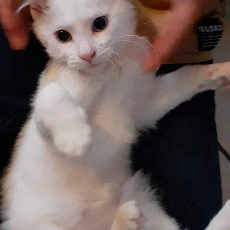 Flocon a rejoint le concours — aidez-le/la à gagner de superbes lots ! animal, casual_clothing, cat, closeup, cute, domestic_animal, feline, fluffy, fur, hands, indoor, kitten, person, pet, playful, portrait, relaxed, sitting, white_cat, young_cat