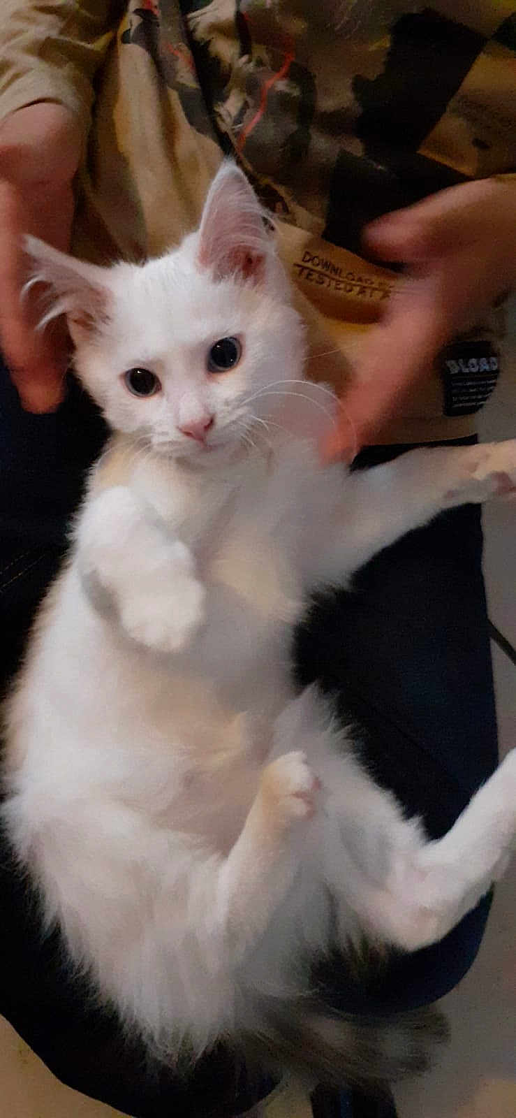 Flocon a rejoint le concours — aidez-le/la à gagner de superbes lots ! cat, kitten, white_cat, pet, animal, feline, cute, fluffy, indoor, person, hands, casual_clothing, sitting, playful, relaxed, closeup, portrait, domestic_animal, young_cat, fur