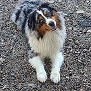 Broly a rejoint le concours — aidez-le/la à gagner de superbes lots ! animal, australian_shepherd, canine, companionship, cute, dog, fluffy, friendly, fur, gravel, happy, head_tilt, looking_up, lying_down, mammal, nature, outdoor, pet, playful, portrait
