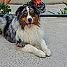 Broly participe au concours pour gagner de l'argent avec cette photo : animal, australian_shepherd, casual, concrete, dog, fluffy, greenery, happy, heterochromia, legs, outdoor, person, pet, plant, portrait, resting, sidewalk, stroller, tongue_out, urban
