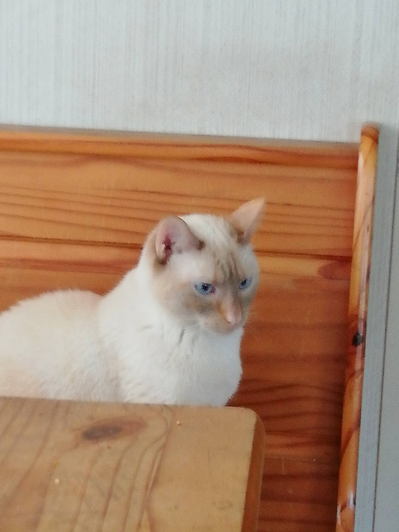 Sable participe au concours pour gagner de l'argent avec cette photo : balinese, birman, carnivore, cat, comfort, domestic_short_haired_cat, fawn, felidae, flooring, fur, hardwood, paw, ragdoll, small_to_medium_sized_cats, snout, tail, terrestrial_animal, whiskers, wood, wood_stain