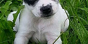 Blanco a rejoint le concours — aidez-le/la à gagner de superbes lots ! canidae, carnivore, chilean_fox_terrier, companion_dog, dog, dog_breed, feist, grass, mammal, miniature_fox_terrier, plant, puppy, rare_breed_dog, rat_terrier, snout, sporting_group, teddy_roosevelt_terrier, tenterfield_terrier, toy_fox_terrier, vertebrate