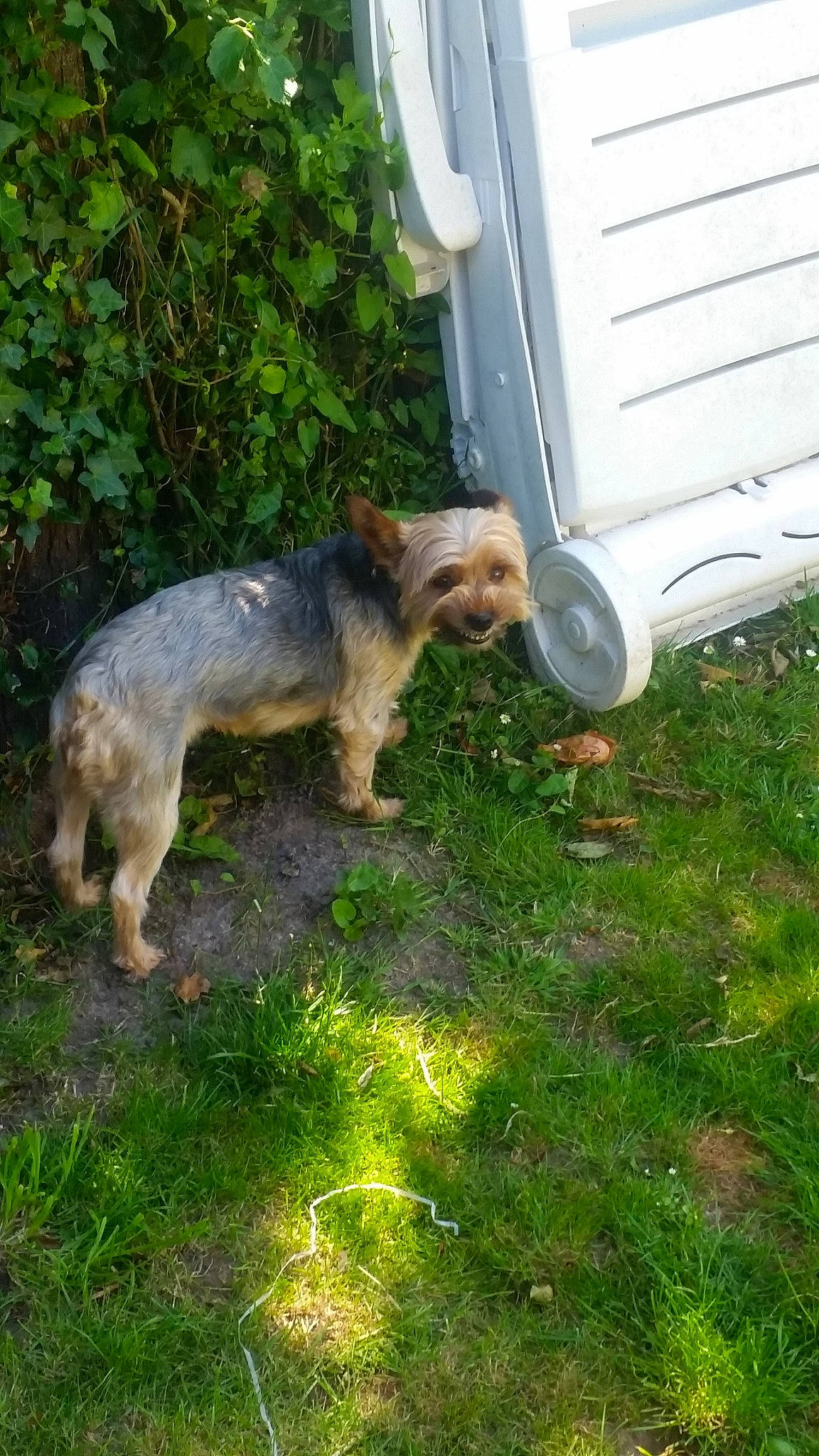 Blanco a rejoint le concours — aidez-le/la à gagner de superbes lots ! border_terrier, bosnian_coarse_haired_hound, canidae, carnivore, dog, dog_breed, grass, joy, mammal, norfolk_terrier, person, sporting_group, tail