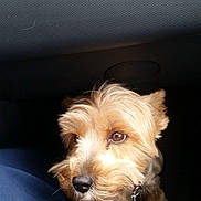 Blanco a rejoint le concours — aidez-le/la à gagner de superbes lots ! australian_terrier, cairn_terrier, canidae, carnivore, companion_dog, dog, dog_breed, dutch_smoushond, glen_of_imaal_terrier, mammal, morkie, norfolk_terrier, puppy, schnoodle, small_terrier, snout, sporting_lucas_terrier, terrier, vertebrate, yorkshire_terrier