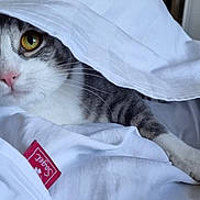 Chipie a rejoint le concours — aidez-le/la à gagner de superbes lots ! cat, pet, animal, white_blanket, cozy, indoor, curious, yellow_eyes, fur, whiskers, resting, cute, domestic_cat, tabby, face, paw, soft, relaxed, bed, cover