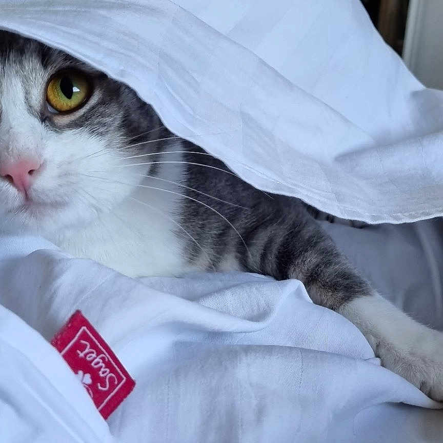 Chipie a rejoint le concours — aidez-le/la à gagner de superbes lots ! cat, pet, animal, white_blanket, cozy, indoor, curious, yellow_eyes, fur, whiskers, resting, cute, domestic_cat, tabby, face, paw, soft, relaxed, bed, cover