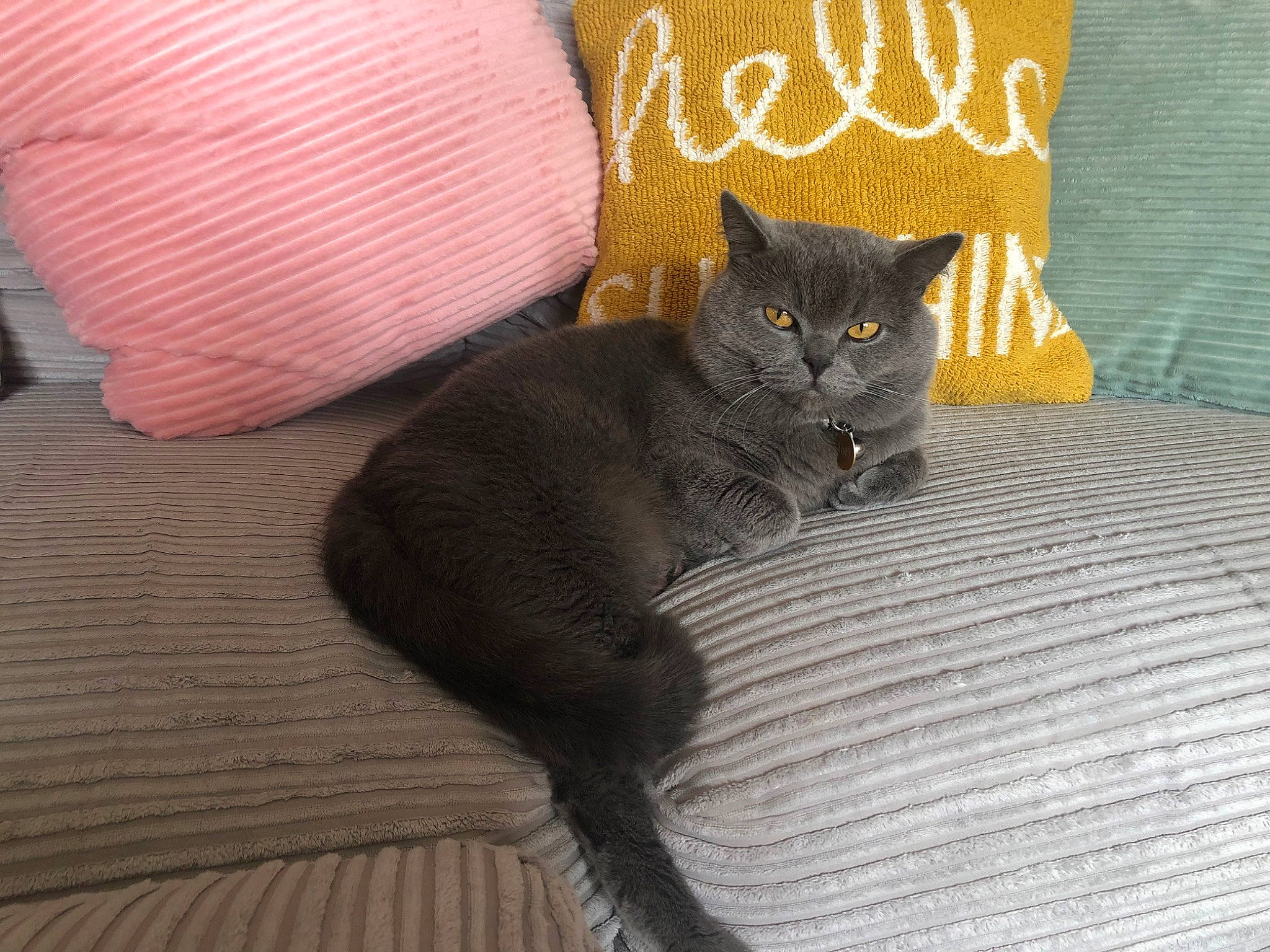 Joey is registered to the contest to win money with this photo: black_cat, carnivore, cat, claw, comfort, domestic_short_haired_cat, felidae, flooring, font, fur, grey, hardwood, linens, room, sitting, small_to_medium_sized_cats, tail, terrestrial_animal, whiskers, wood