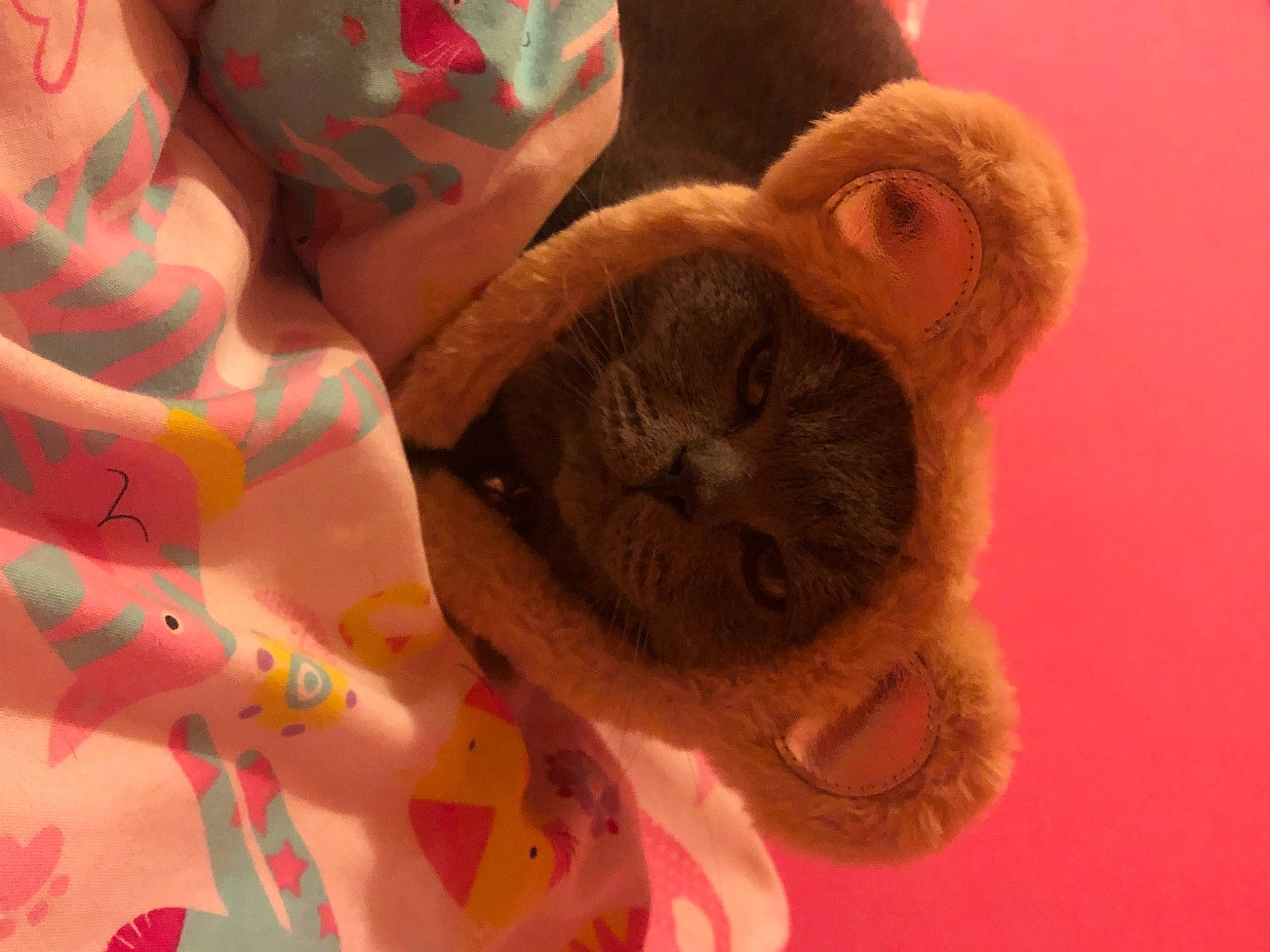 Joey is registered to the contest to win money with this photo: art, canidae, carnivore, cat, close_up, dog_breed, fawn, felidae, fur, liver, orange, plush, primate, small_to_medium_sized_cats, snout, stuffed_toy, tail, toy, whiskers, wool