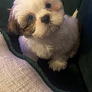 Mo Mo is registered to the contest to win money with this photo: puppy, dog, fluffy, cute, pet, indoor, couch, blanket, fur, small_dog, curious, young, companion, domestic_animal, cute_pet, cozy, adorable, head_tilt, animal, portrait