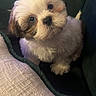 puppy, dog, fluffy, cute, pet, indoor, couch, blanket, fur, small_dog, curious, young, companion, domestic_animal, cute_pet, cozy, adorable, head_tilt, animal, portrait