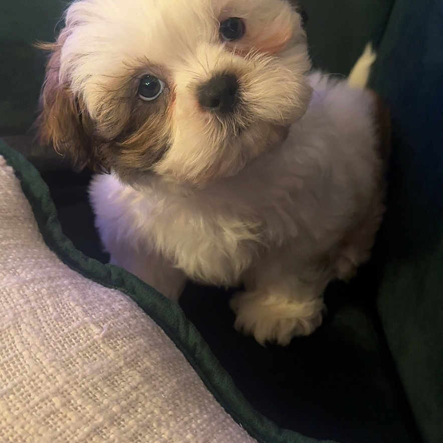 Mo Mo is registered to the contest to win money with this photo: puppy, dog, fluffy, cute, pet, indoor, couch, blanket, fur, small_dog, curious, young, companion, domestic_animal, cute_pet, cozy, adorable, head_tilt, animal, portrait