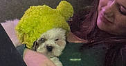 Mo Mo is registered to the contest to win money with this photo: puppy, dog, person, hat, yellow_hat, indoor, couch, holding, cute, sleepy, warm, cozy, pet, fur, face, hand, smile, comfort, relaxation, portrait