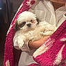 Mo Mo joined the competition — help win amazing prizes! puppy, dog, person, blanket, white, brown, fur, cute, sleepy, cozy, indoor, warm, soft, hand, clothing, portrait, comfort, hug, cuddle, pet