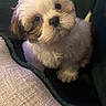 Mo Mo is registered to the contest to win money with this photo: puppy, dog, small_dog, cute, fluffy, pet, indoors, couch, cushion, white_fur, brown_fur, head_tilt, looking_up, domestic_animal, young, companion, animal, fur, face, sitting
