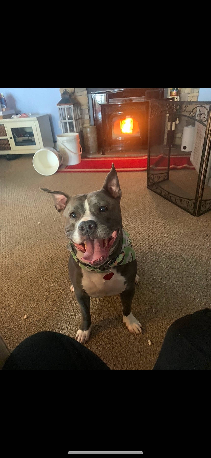 Kiamana joined the competition — help win amazing prizes! bull_and_terrier, carnivore, collar, companion_dog, dog, dog_breed, dog_collar, floor, flooring, glass, guard_dog, paw, picture_frame, snout, sporting_group, tail, television, whiskers, window, working_animal