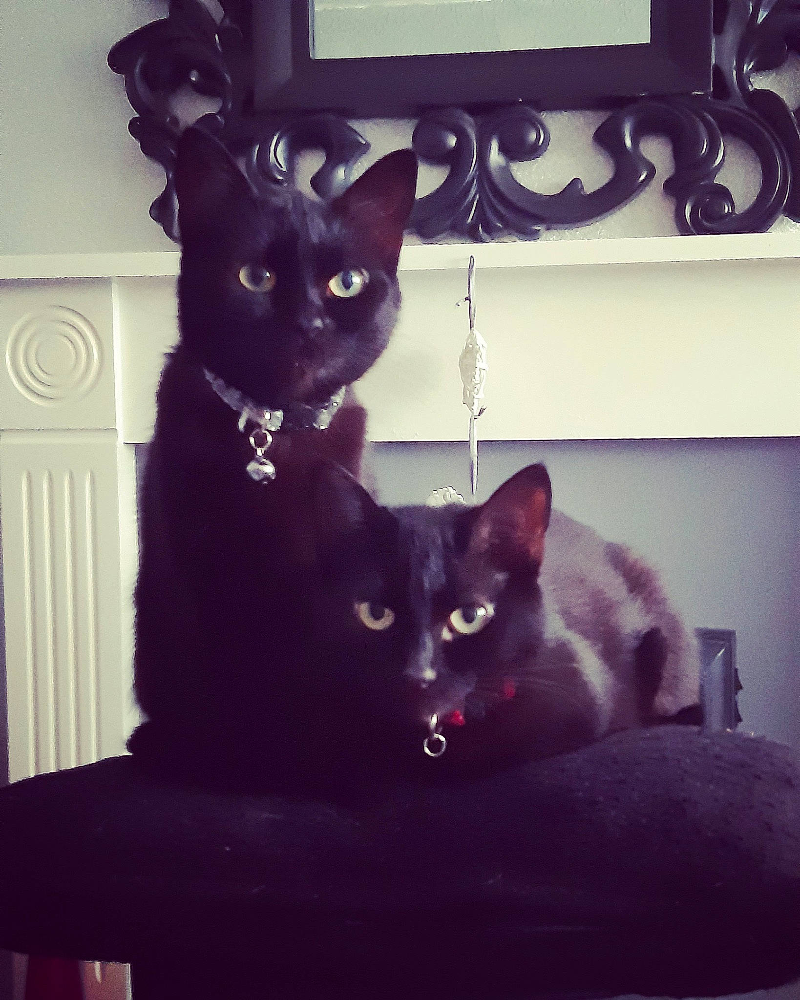 Nala And Tinkerbell is registered to the contest to win money with this photo: asian, black, black_cat, bombay, carnivore, cat, domestic_short_haired_cat, ear, eye, felidae, kitten, mammal, polydactyl_cat, small_to_medium_sized_cats, whiskers