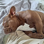 Saïka a rejoint le concours — aidez-le/la à gagner de superbes lots ! animal, blanket, brown, canine, closeup, comfort, cozy, cute, dog, fur, indoors, nap, paw, pet, relaxed, rest, sleeping, snuggle, soft, white_chest