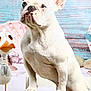 Titus a rejoint le concours — aidez-le/la à gagner de superbes lots ! animal, background, blue_eyes, blue_wood, close_up, cute, decorative_bird, dog, french_bulldog, furniture, indoor, paw, pet, playful, portrait, rustic, sitting, small_dog, white_dog, wooden_chair