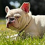 Titus participe au concours pour gagner de l'argent avec cette photo : animal, canine, closeup, collar, cute, daylight, dog, ears, french_bulldog, fur, grass, mammal, nature, outdoor, pet, portrait, relaxed, snout, sunlight, wrinkles