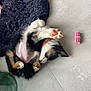 Vichy participe au concours pour gagner de l'argent avec cette photo : puppy, dog, sleeping, floor, tile, toy, pink, black, bed, fur, paw, cute, pet, animal, indoor, collar, resting, small, adorable, playful
