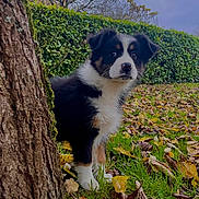 Vichy participe au concours pour gagner de l'argent avec cette photo : puppy, dog, tree, grass, leaves, autumn, hedge, outdoor, nature, young_dog, fur, pet, canine, curious, side_view, park, fall, greenery, animal, daylight