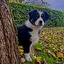 puppy, dog, tree, grass, leaves, autumn, hedge, outdoor, nature, young_dog, fur, pet, canine, curious, side_view, park, fall, greenery, animal, daylight