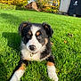 Vichy participe au concours pour gagner de l'argent avec cette photo : puppy, dog, grass, outdoor, sunlight, house, autumn, trees, pet, animal, cute, black, white, brown, collar, nature, young, lying, greenery, daylight