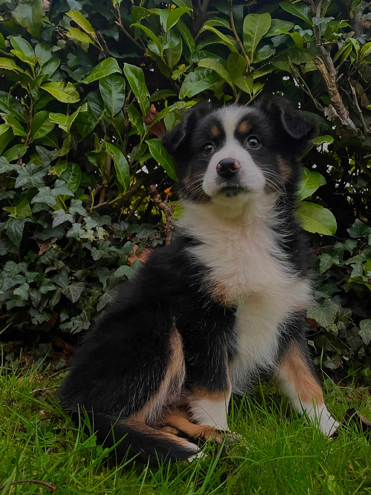 Vichy a rejoint le concours — aidez-le/la à gagner de superbes lots ! puppy, dog, grass, greenery, outdoor, nature, tricolor, animal, cute, pet, fur, young, garden, leaf, plant, sitting, adorable, canine, eyes, nose
