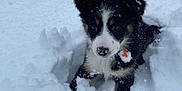 Vichy participe au concours pour gagner de l'argent avec cette photo : puppy, dog, snow, outdoor, winter, animal, cute, fur, playful, pet, cold, nature, young, adorable, fluffy, black, white, brown, snowflakes, explorer