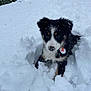 puppy, dog, snow, outdoor, winter, animal, cute, fur, playful, pet, cold, nature, young, adorable, fluffy, black, white, brown, snowflakes, explorer