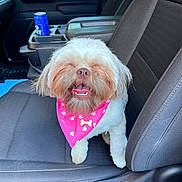 Gigi joined the competition — help win amazing prizes! dog, pet, car, seat, bandana, pink, happy, smiling, can, cup_holder, white_fur, small_dog, vehicle_interior, door, window, leather_seat, tongue_out, cute, domestic_animal, companion