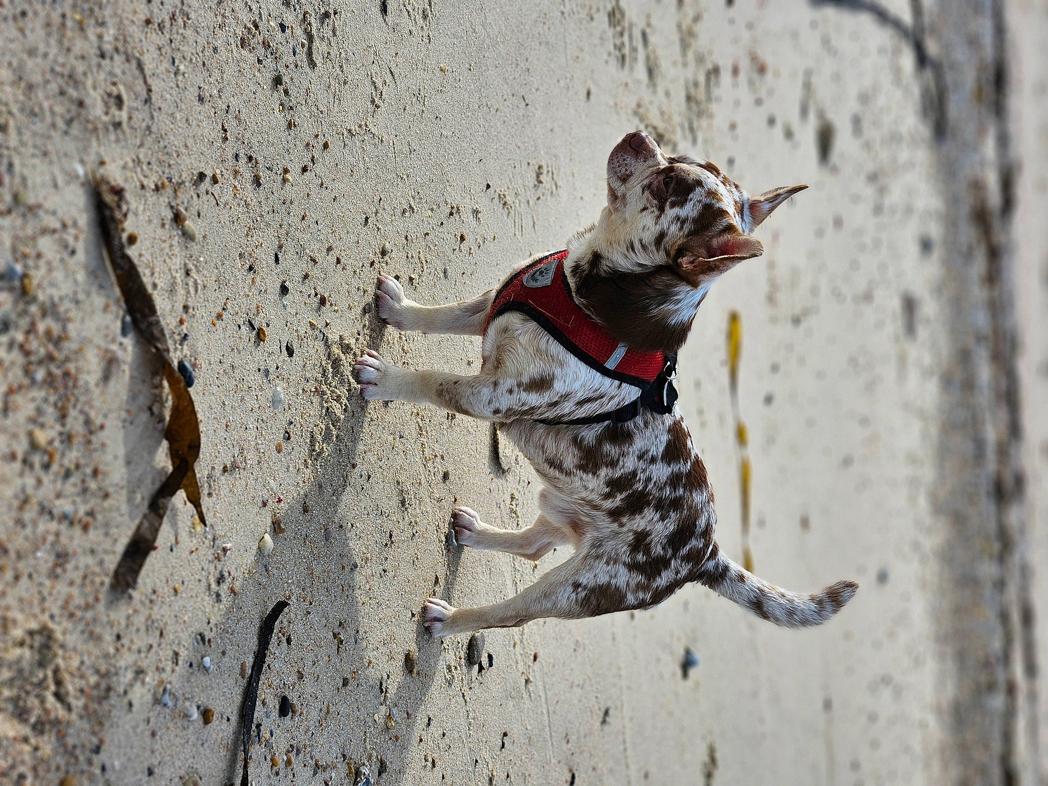 Diego participe au concours pour gagner de l'argent avec cette photo : carnivore, collar, companion_dog, dog, dog_breed, dog_collar, dog_supply, fawn, felidae, grey, leash, mammal, running, small_to_medium_sized_cats, snout, soil, sporting_group, tail, vertebrate, wood